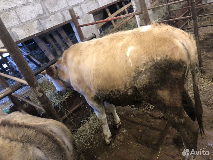 Бычки и телки