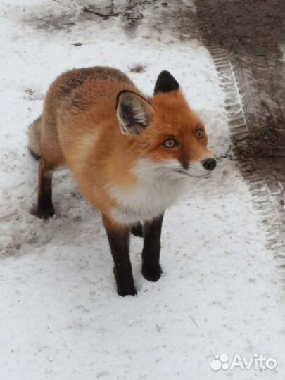 Экскурсия Куршская коса на авто индивидуальная