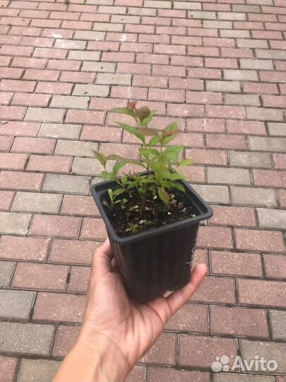 Спирея японская сиреневая, Декоративные кустарники