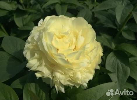 Пион Луна Фортуна