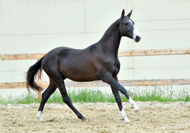 Вороной ахалтекинский жеребец 2020 года