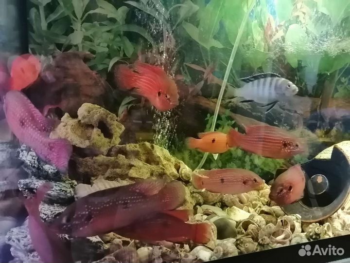 Хромис красавец