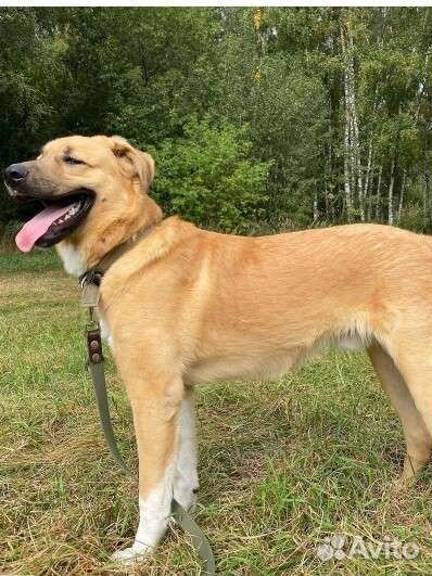 Большой и добрый мишка