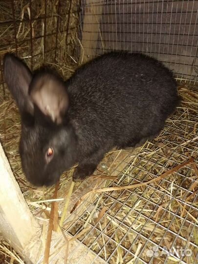 Кролики мясных пород
