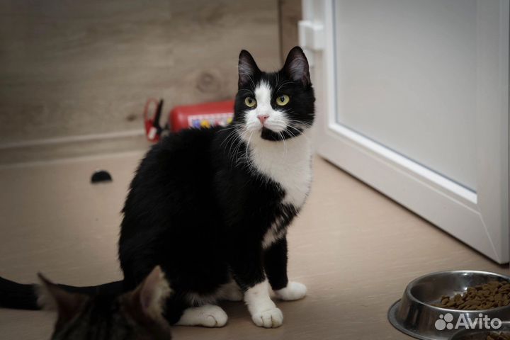 Кот в добрые руки