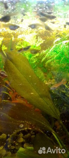 Аквариумные рыбки гуппи