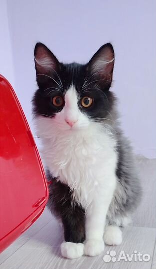 Кошечка 4 месяца