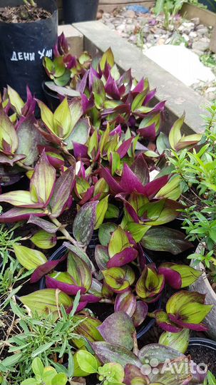 Многолетники для сада