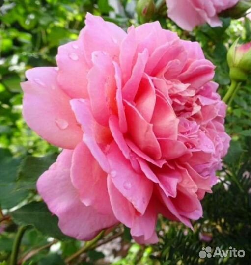 Роза Джубили Селебрейшен саженцы осень 2023г