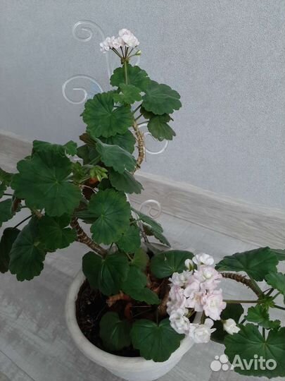 Пеларгония герань сортовая