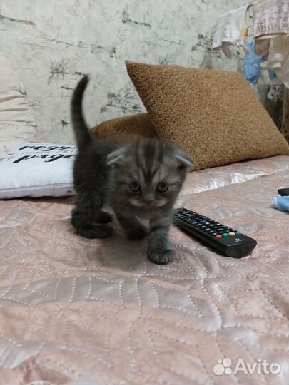 Шотландская вислоухая