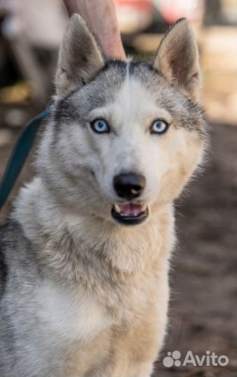 Голубоглазка Бэлла