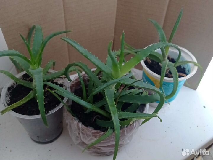 Алоэ лечебный