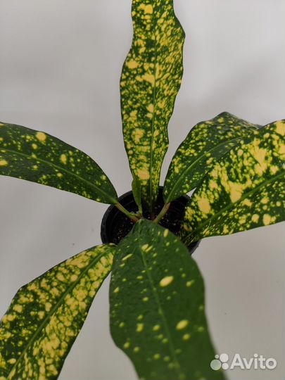 Кротон аукуболистный. Комнатный цветок