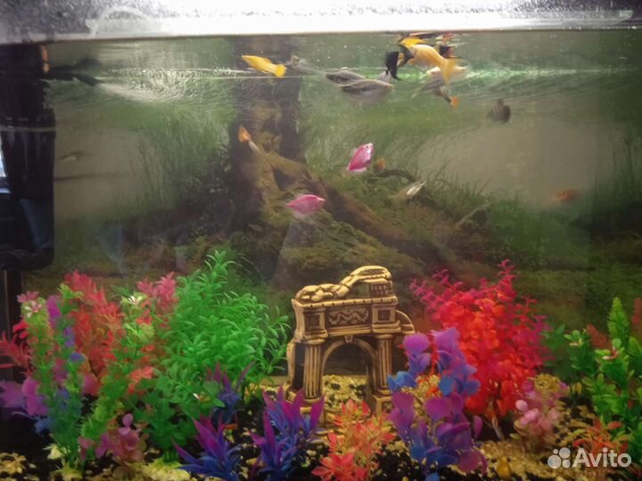 Аквариумные рыбки