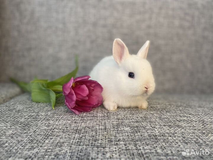 Кролик гермелин