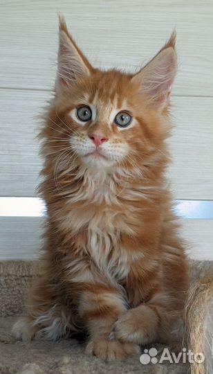 Котёнок мейн кун