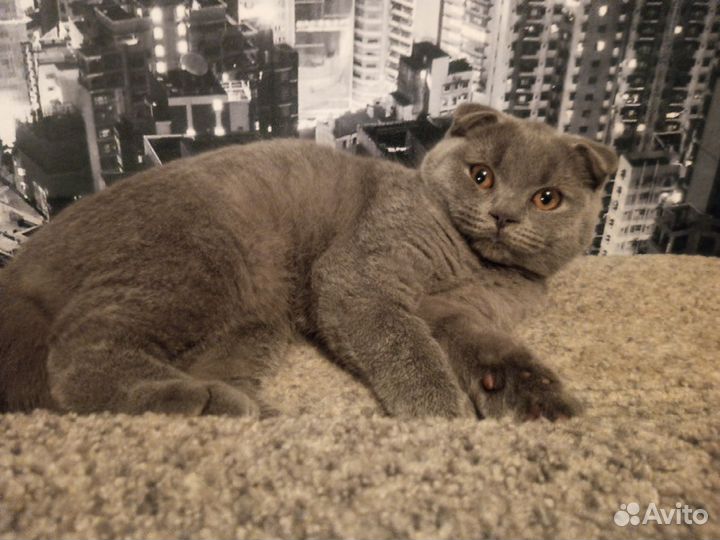 Шотландская вислоухая