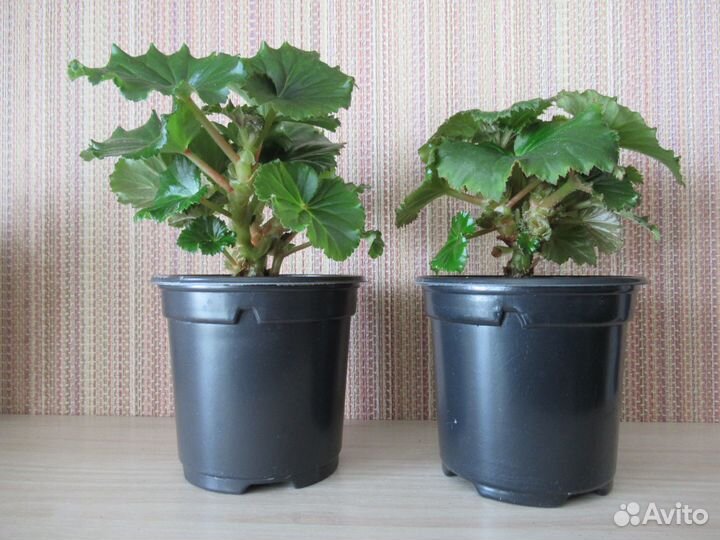 Бегония элатиор