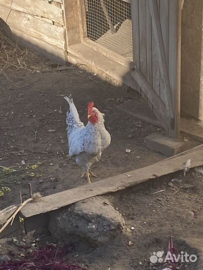 Молодые петухи