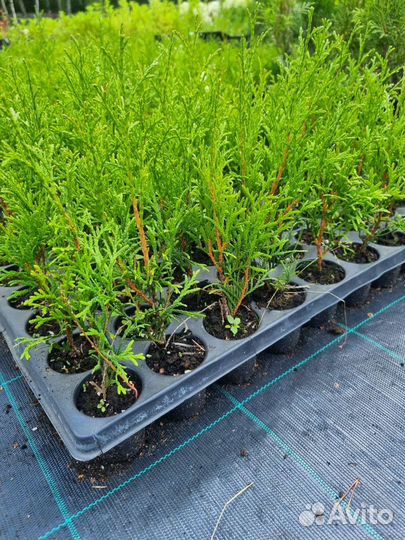 Туя западная Смарагд Smaragd черенки