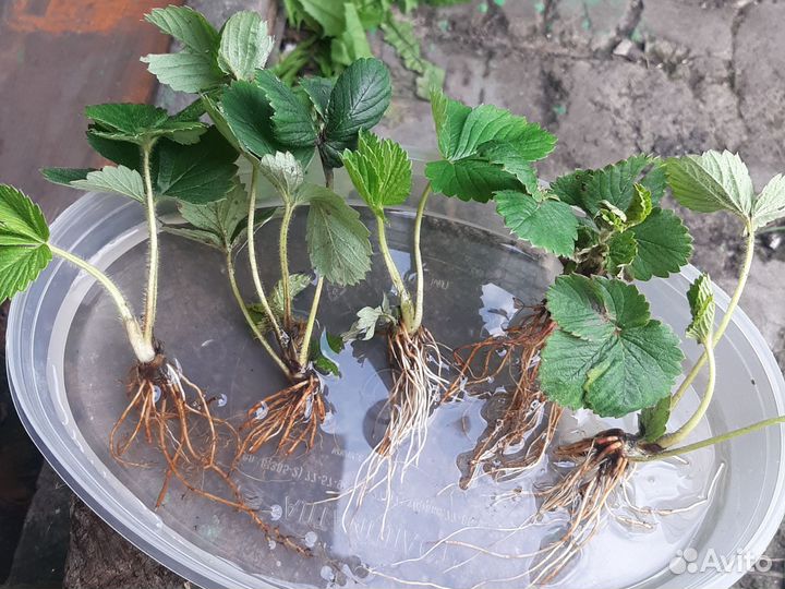 Рассада виктории