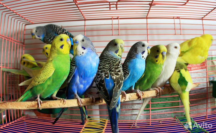 Попугаи