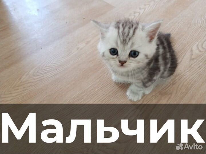 Шотландские котята