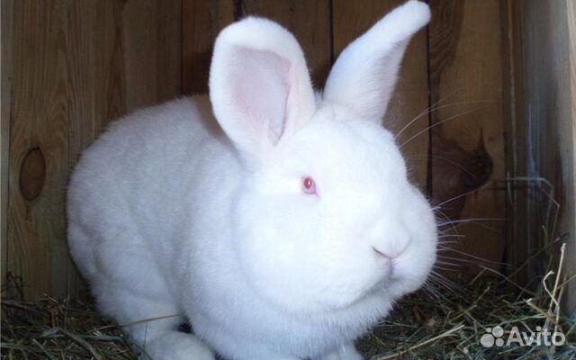 Кролики новозеландские белые
