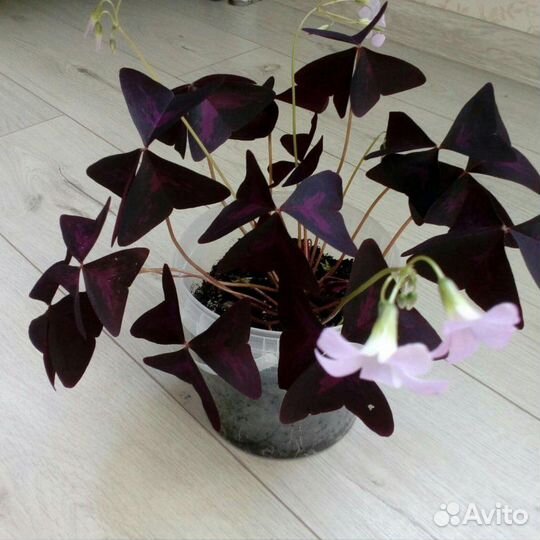 Цветок счастья кислица оксалис