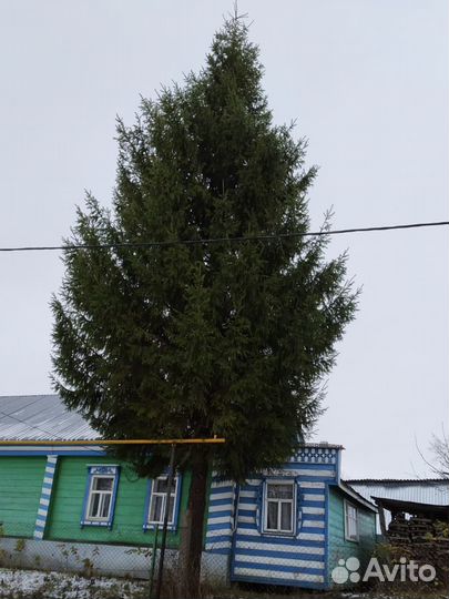 Ель новогодняя живая