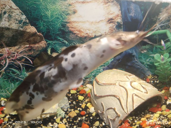 Рыба сом клариус