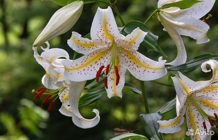 Цветы на первый учебный день