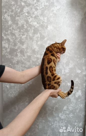 Котик мальчик