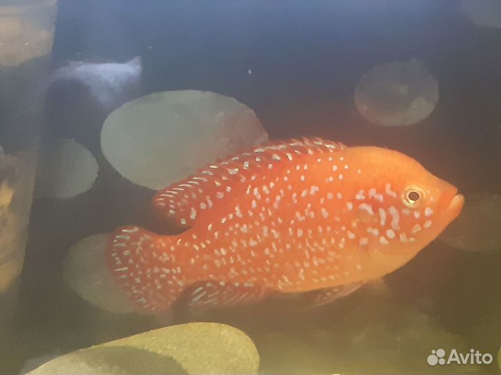 Хромис красавец