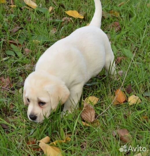 Щенки лабрадора. Все окрасы