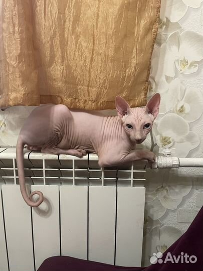 Канадский сфинкс