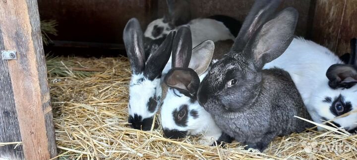 Кролики на развод