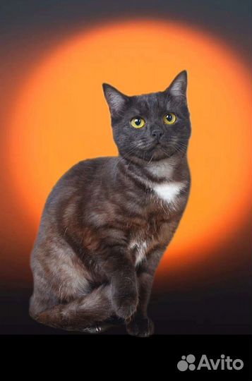 Кошечка в добрые руки