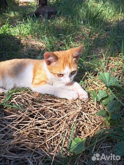 Котик