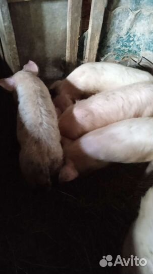 Поросята ландрас