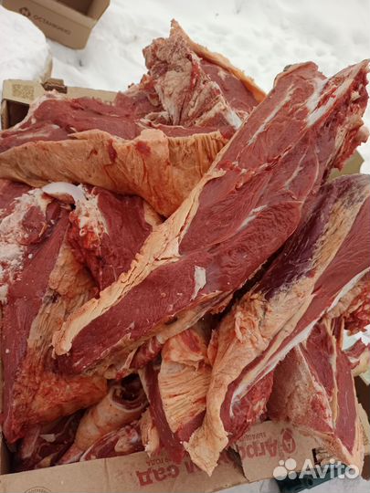 Продам мясо говядина.халяль