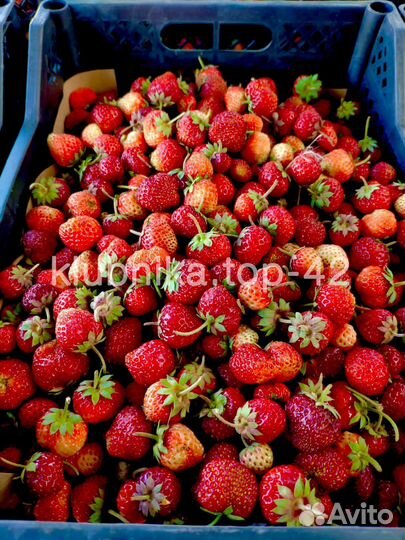 Клубника свежая ягода