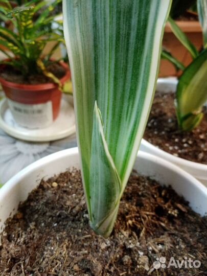 Сансевиерия Манолин