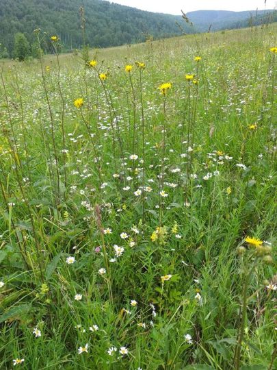 Участок 3 га (СНТ, ДНП)