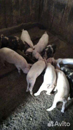 Поросенок ландрас