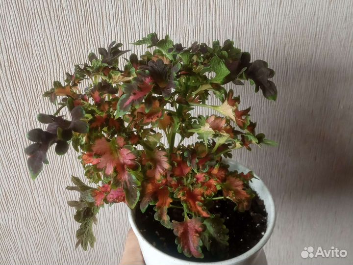 Колеус