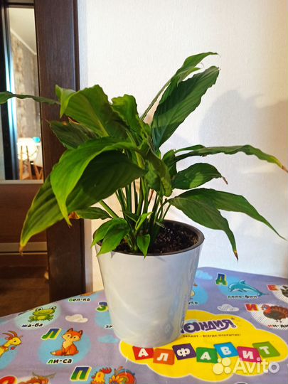 Спатифиллум