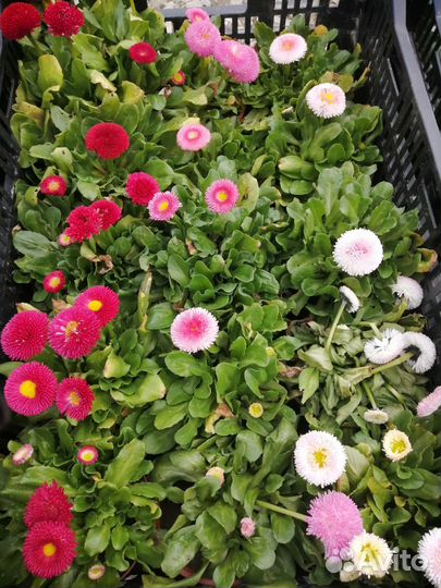 Растения цветы для сада