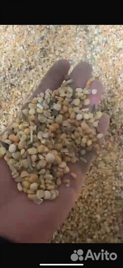 Горох кормовой